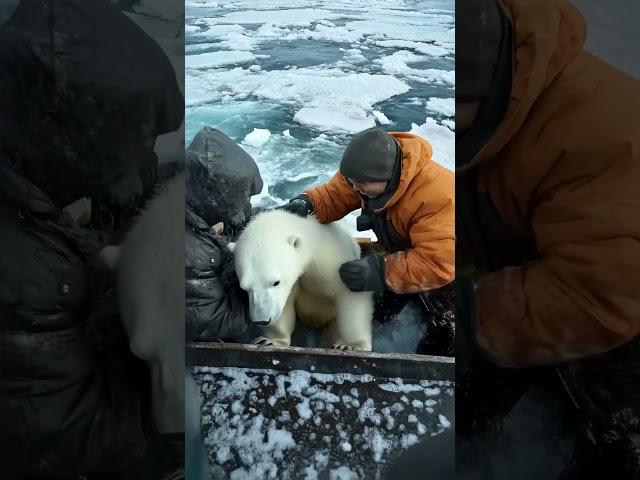 ‍️ Tiny Polar Bear's Heartwarming Rescue!  #PolarBearRescue #WildlifeConservation #ArcticAnimals