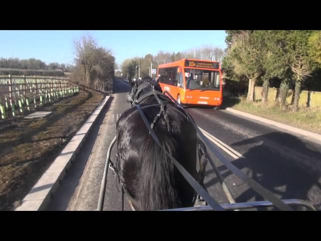 Breaking a shire horse to carriage drive as a single - Roger