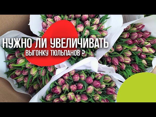 Когда увеличивать выгонку тюльпанов? #выгонкатюльпанов #цветы #веревкинмаксим