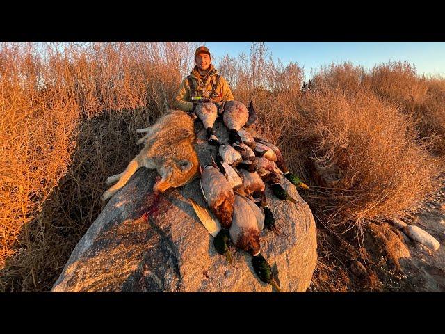 Duck Hunting Late Season DIVER DUCKS (INSANE MIXED BAG!)