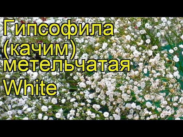 Гипсофила метельчатая Вайт. Краткий обзор, описание характеристик gypsophila paniculata White