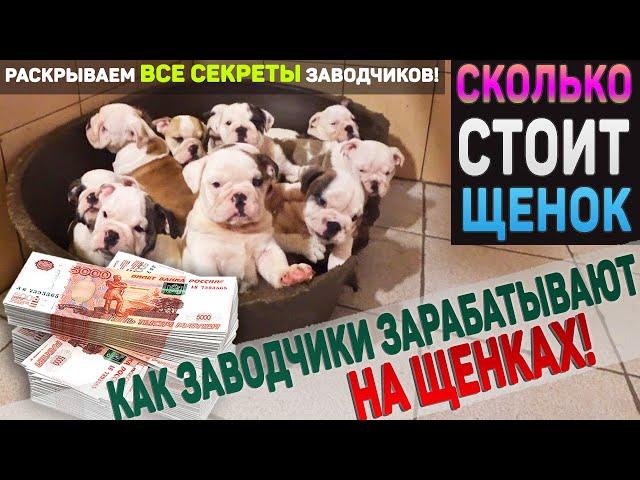 Вся правда о заводчиках! Бизнес на собаках. Сколько реально должен стоить щенок ?