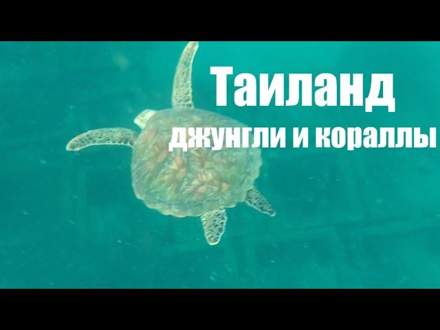 В джунгли Таиланда.  Часть 2.  К водопаду и на коралловый риф.