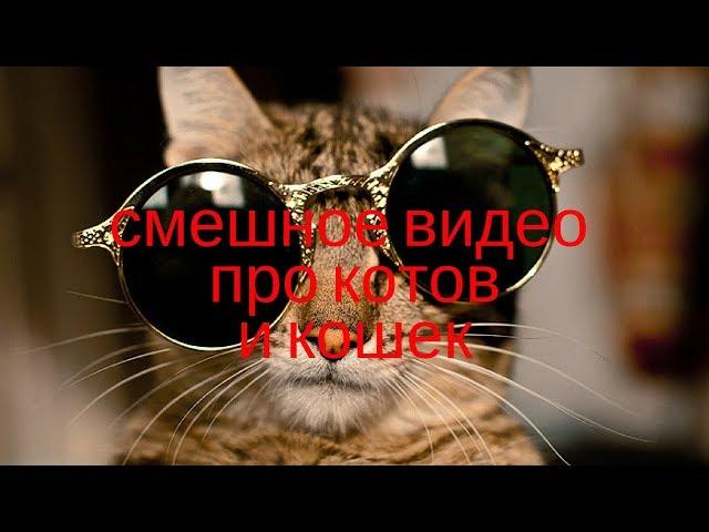 НОВИНКА! Видео приколы про котов. Смешное видео про кошек до слёз.