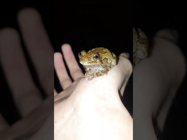 I went treefrog hunting :) #1