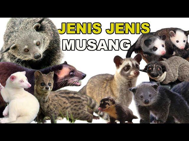 JENIS JENIS MUSANG DAN HARGANYA