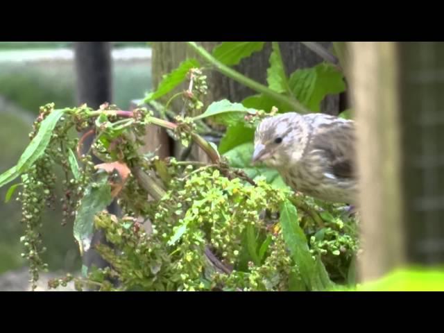 Mica Vasic - The breeding of the Goldfinch Carduelis carduelis balcanica