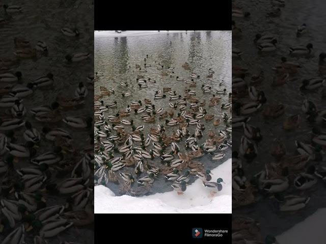 Утки зимуют в Москве / Ducks winter in Moscow