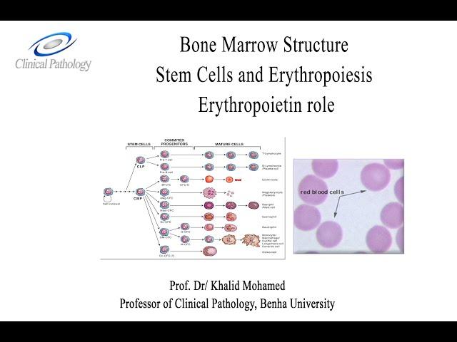 Vet Hematology Lecture 1 2 Erythropoiesis: Arabic tutorial