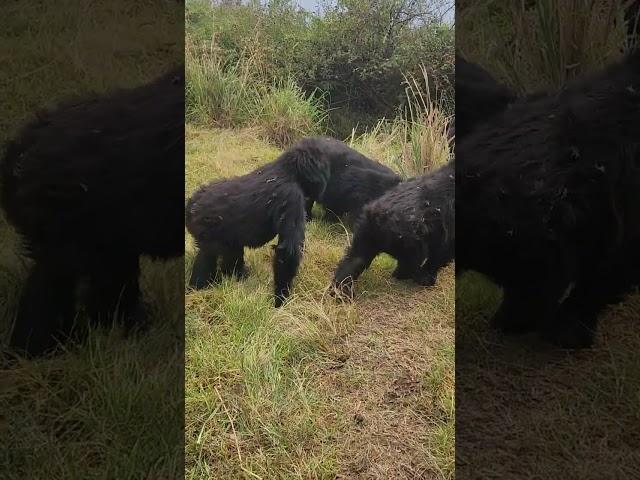 Gorilla Family Movement .