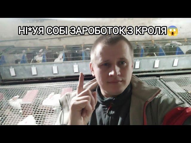 ВСЕ ПО ФАКТУ! СКІЛЬКІ МОЖНА ЗАРОБИТИ НА КРОЛИКУ? ЧИ ВИГІДНО ТРИМАТИ ФЕРМУ 2024 РОЦІ?