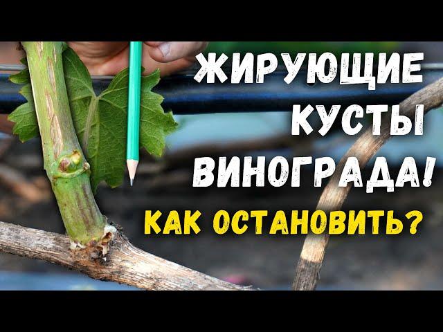 Как остановить жирование кустов винограда ?