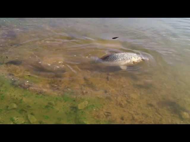 Peste Caspe 11,5kg.MOV