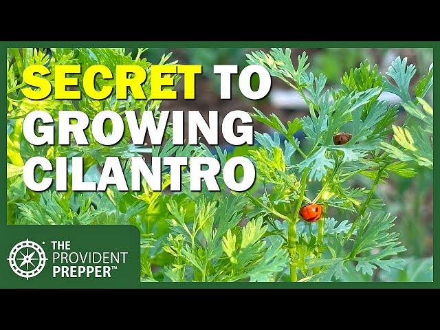 The Secret to Growing a Bumper Crop of Cilantro Every Year