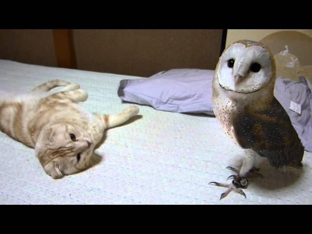 My barn owl and cat