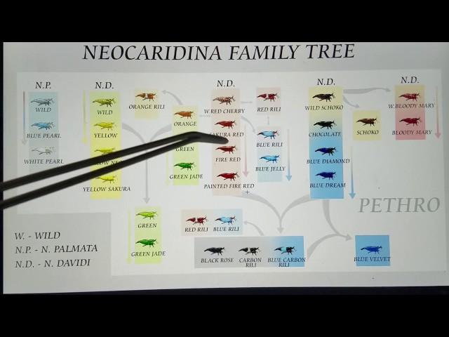 Ever-Evolving Neocaridina Shrimp Genetic History + How to Breed Cherry, Red Rili & Blue Dream Shrimp