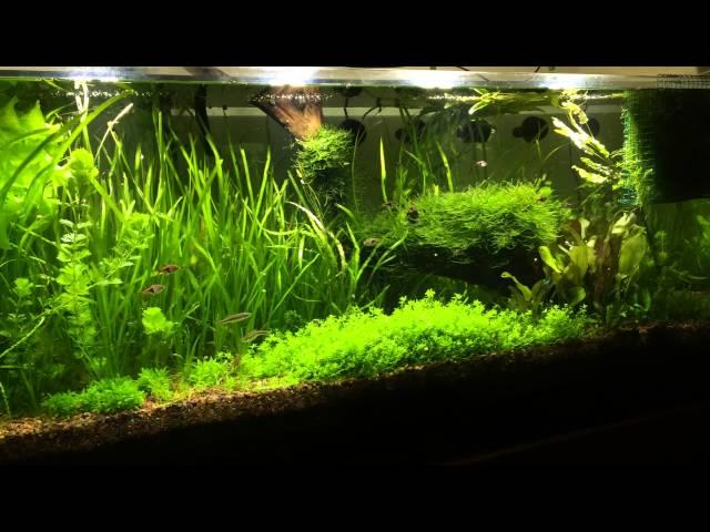 150g Planted Aquarium