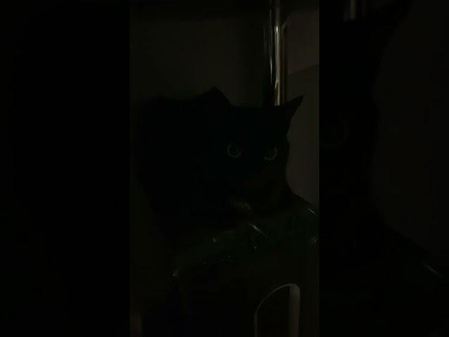 Cat pc