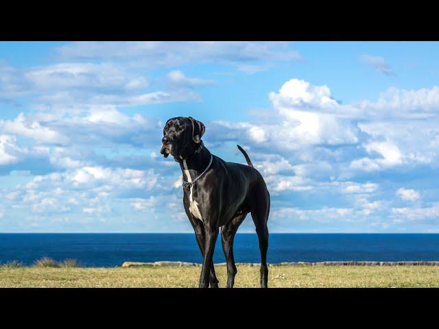 Great Dane Health Issues and Common Problems