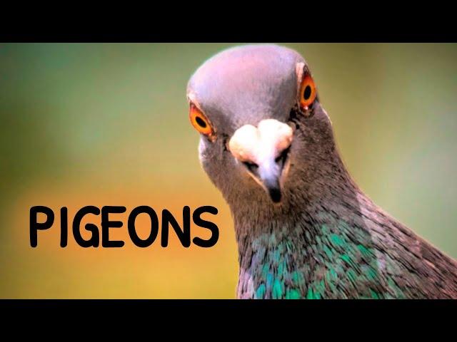 Pigeons. Urban Wildlife | Animal Science