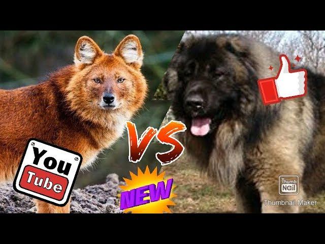 #Красный волк против Кавказской овчарки// Animals Battle//