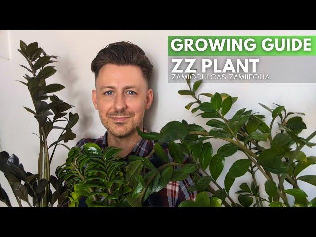 ZZ Plant (Zamioculcas Zamiifolia) - Care Guide and Growing Tips and Tricks