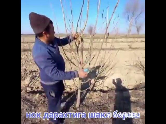 Nokdaraxtigashaklberish#обрезкагрушу#shapingapeartree