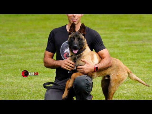 Amazing & Obedience BELGIAN MALINOIS From sts k9