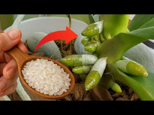 Just Rice! Orchid Plants Instantly Revive and Bloom All Year Round