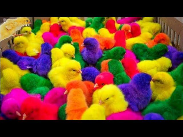 World Cute Chickens, Colorful Chickens,Rainbows Chickens, Cute Ducks, Cat,Rabbits, Cute Animals 