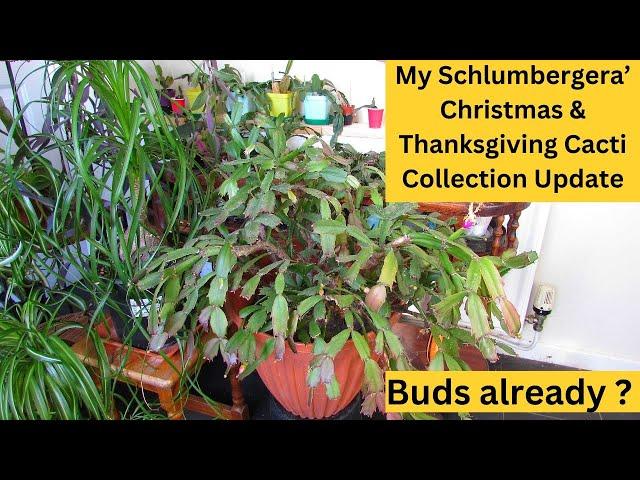 My Schlumbergera Cacti 'Christmas & Thanksgiving Cactus' Collection Update #cactus #cacti