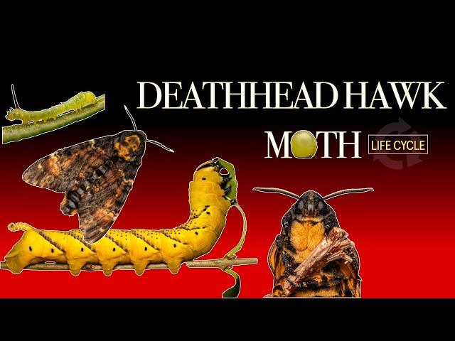 Deaths-head hawk moth life cycle  Caterpillar to Moth