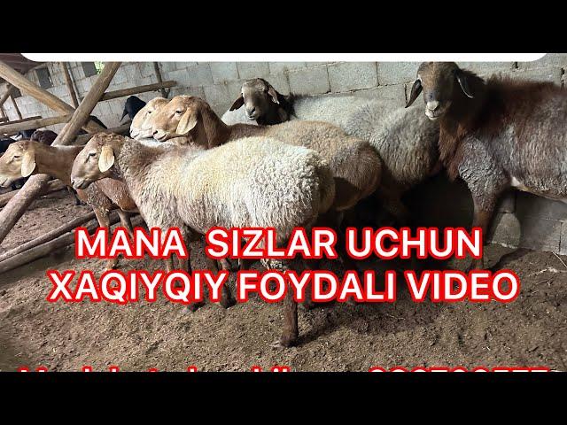 QOZI QOCHQORNI 9 OY BOQSA QANCHA FOYDA QILADI MANA SIZLARGA XAQIYQIY FOYDALI VIDEO