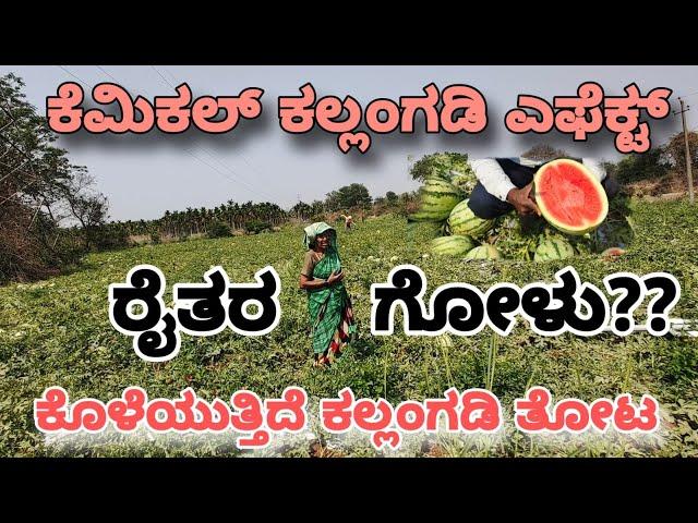 ಕೆಮಿಕಲ್ ಕಲ್ಲಂಗಡಿ ಎಫೆಕ್ಟ್ |ಕೊಳೆಯುತ್ತಿದೆ ಕಲ್ಲಂಗಡಿ ತೋಟ|  ರೈತರ ಗೋಳು?? Chemical Watermelon Effect