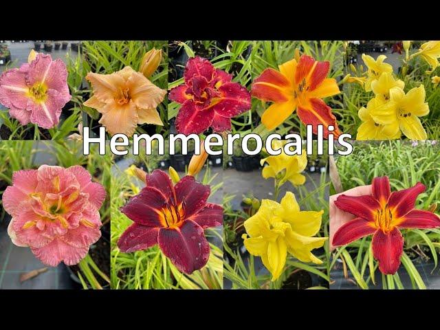 Different varieties of daylilies / Разные сорта лилейников / Päevaliiliate sordid