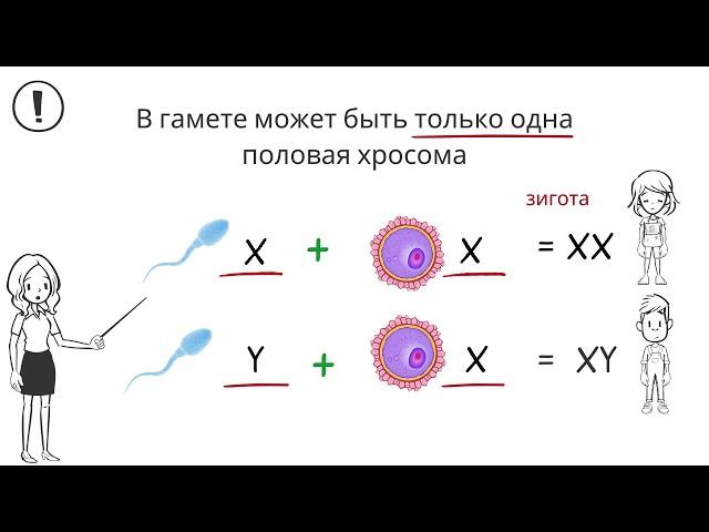 Хромосмы. Виды хромосом и их строение