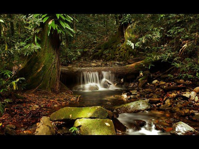 The Lure of the Daintree Rainforest - A John Young Wildlife Film