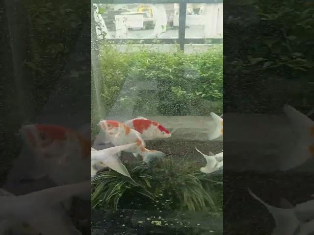 Aquarium BRI Banjarnegara