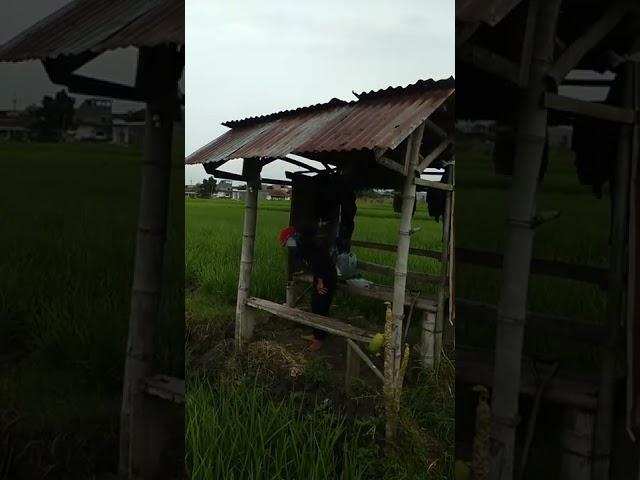 Gubuk di sawah#shorts