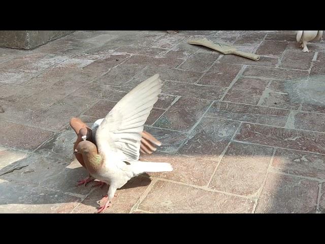 Pigeon fight