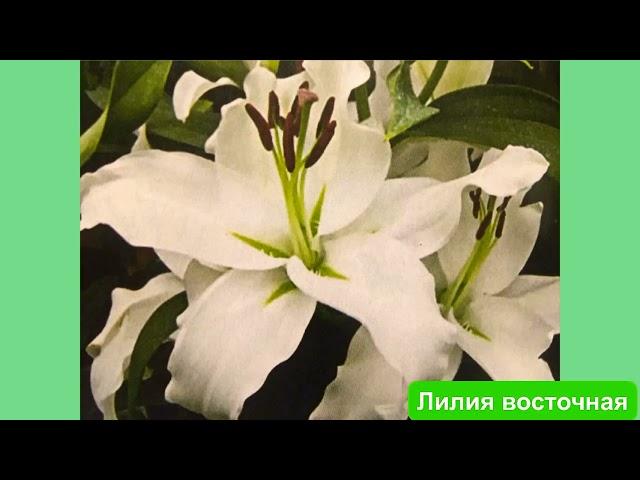 #лилии #цветущиелилии #сортовыелилии  Лилии-фото,сорта, названия 