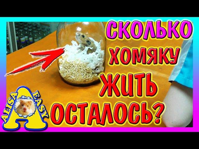 ХОМЯК С ПОМОЙКИ СКОЛЬКО ОСТАЛОСЬ ЖИТЬ / ХОМКИ У ВРАЧА / ЧЕМ ХОМЯК БОЛЕН / Alisa Easy Pets