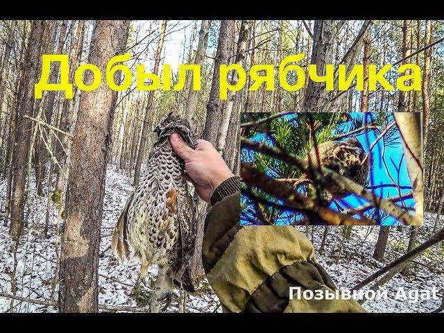 Открылся по боровой дичи (наконец то). Добыл рябчика. Охота в тайге. Охота на рябчика.