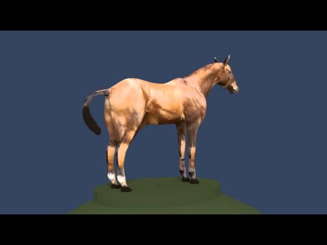 3D Model of Horse Review