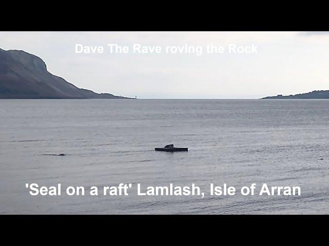 'Seal on a raft' Lamlash this afternoon, Isle of Arran@davetheraverovingtherock