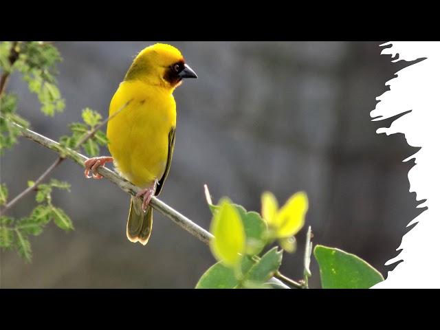 من الإرشيف تسجيل صوت فقط قبيلة قيس الجزء السابع والثلاثون