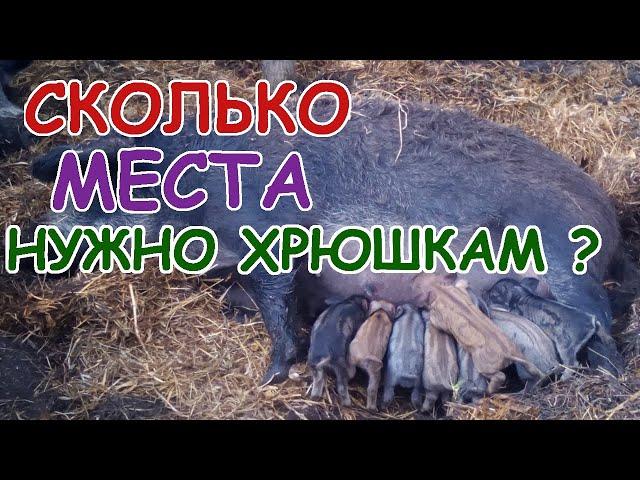 Какой размер загона выбрать для Венгерской Мангалицы. Можно ли держать свинок в маленьком загоне.