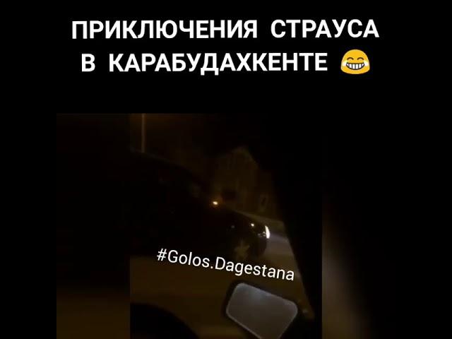 Страус на дороге в Дагестане в Карабудахкенте