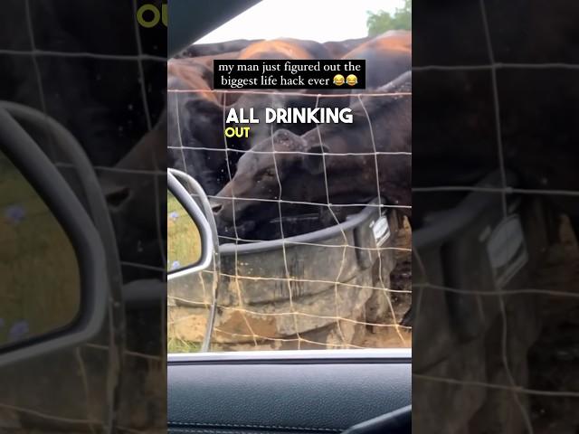 This cow beat the system 