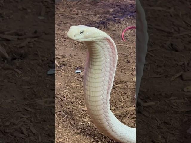 Lilith the White King Cobra looking FIERCE!